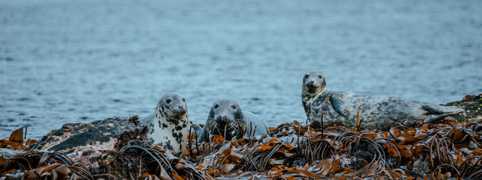 Kitterland Seals